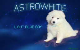 Samoyed dogs for sale: Extraordinary KC Reg, Champ Bloodline Samoyed - Image 6