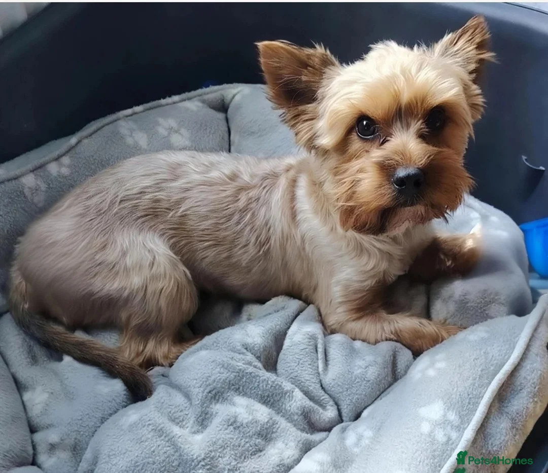 Mixed Breed dogs for sale: Yorkchipoo Puppies - Advert 6