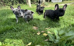 French Bulldog dogs for sale: French Bulldogs  - Image 11