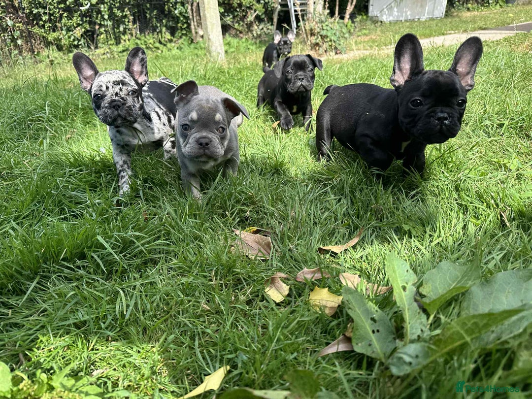 French Bulldog dogs for sale: French Bulldogs  - Image 11