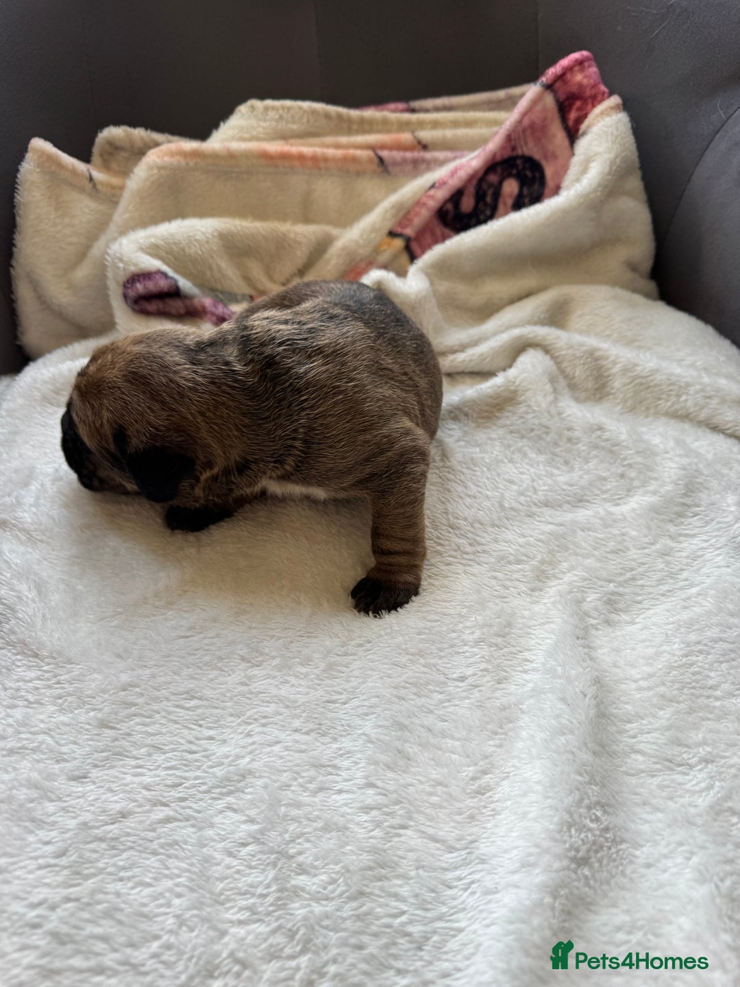 Cane Corso dogs for sale: 6 beautiful cane Corso puppies  - Advert 9