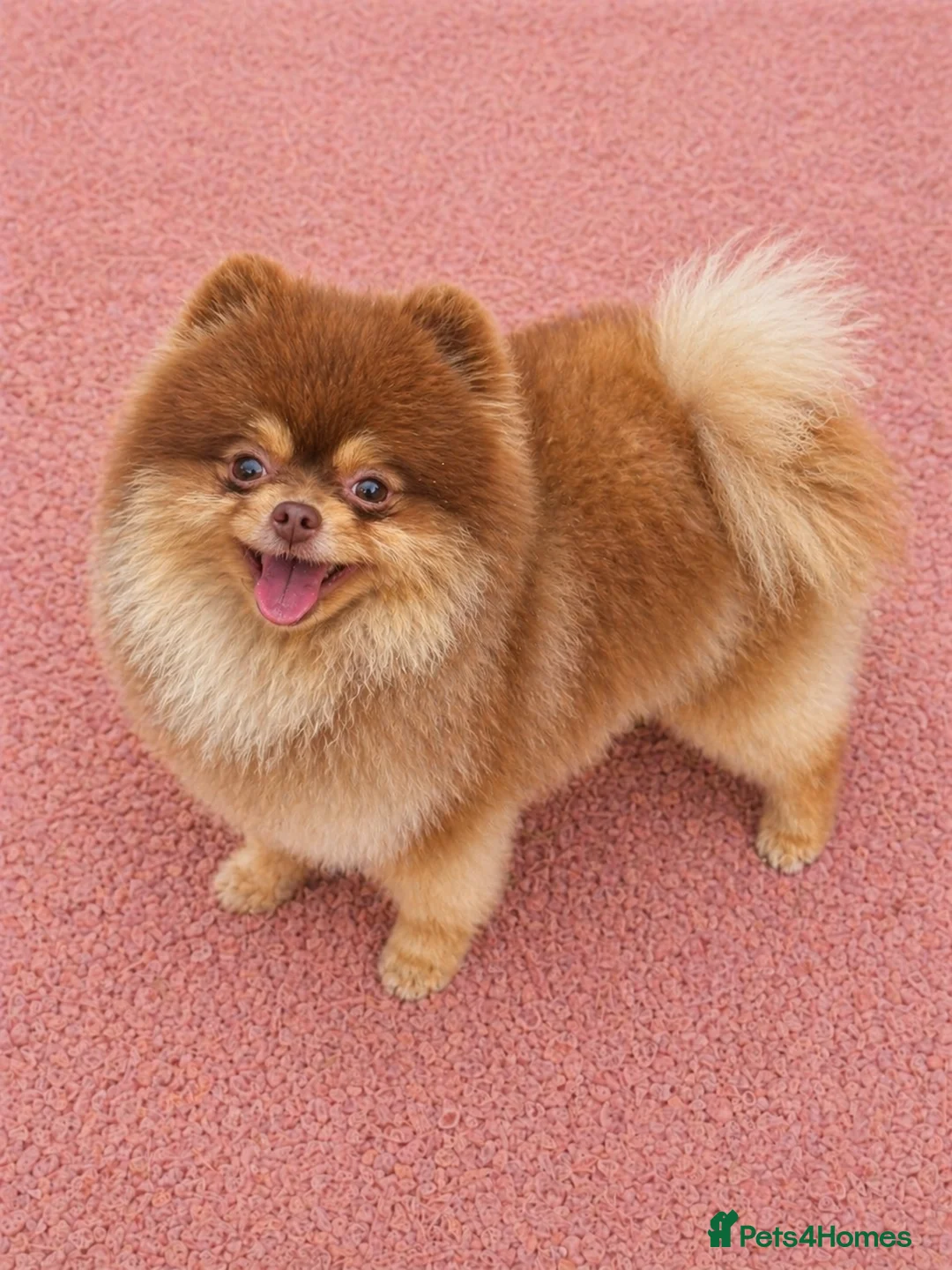 Pomeranian dogs for stud: STUD - TINY Russian & Taiwanese CHIAO LI YA  - Advert 1