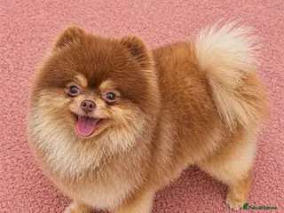 Pomeranian dogs STUD - TINY Russian & Taiwanese CHIAO LI YA - Advert 4