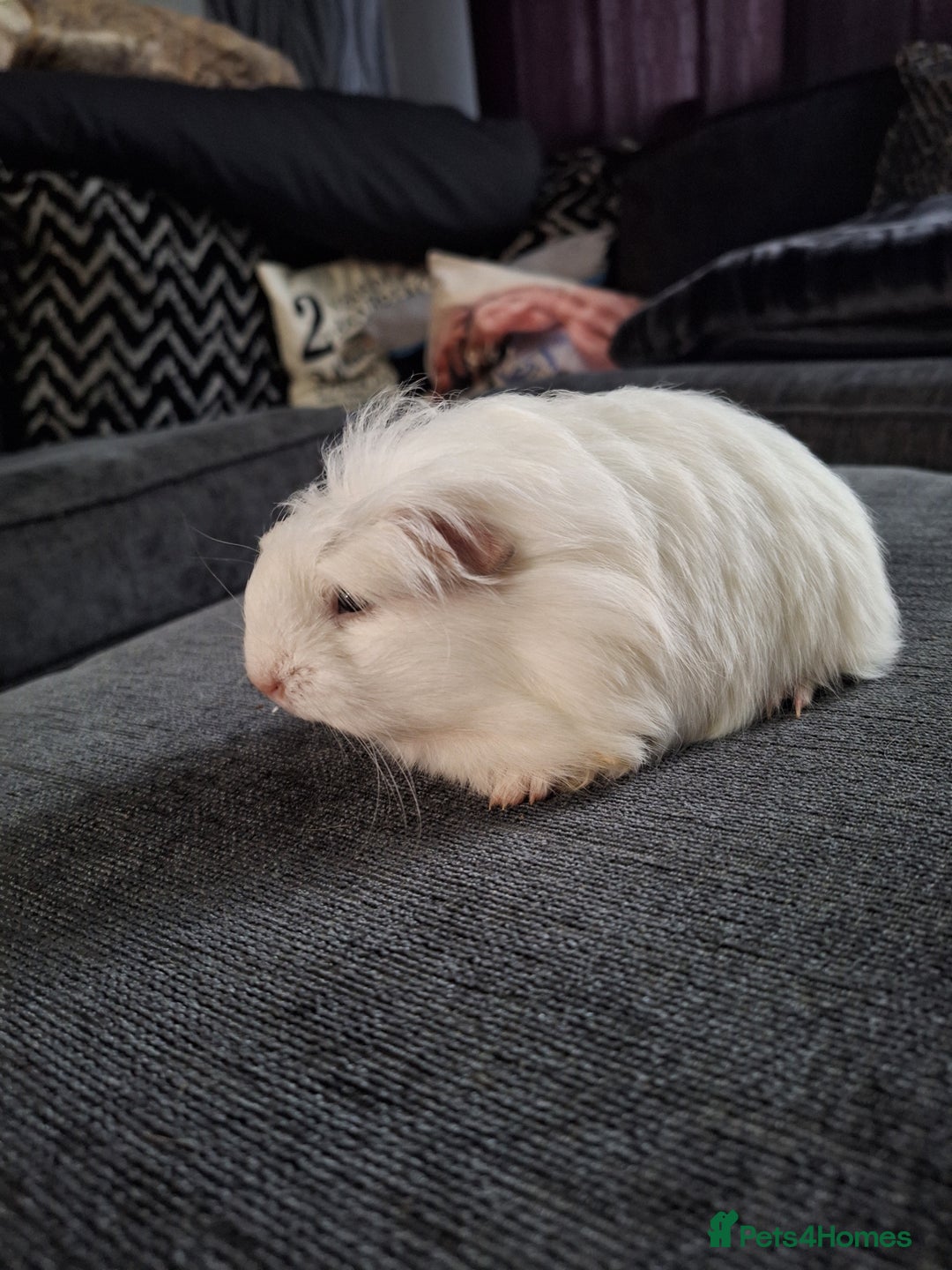 Guinea Pig rodents for sale: Ready to go! Male guinea pig baby - Image 5