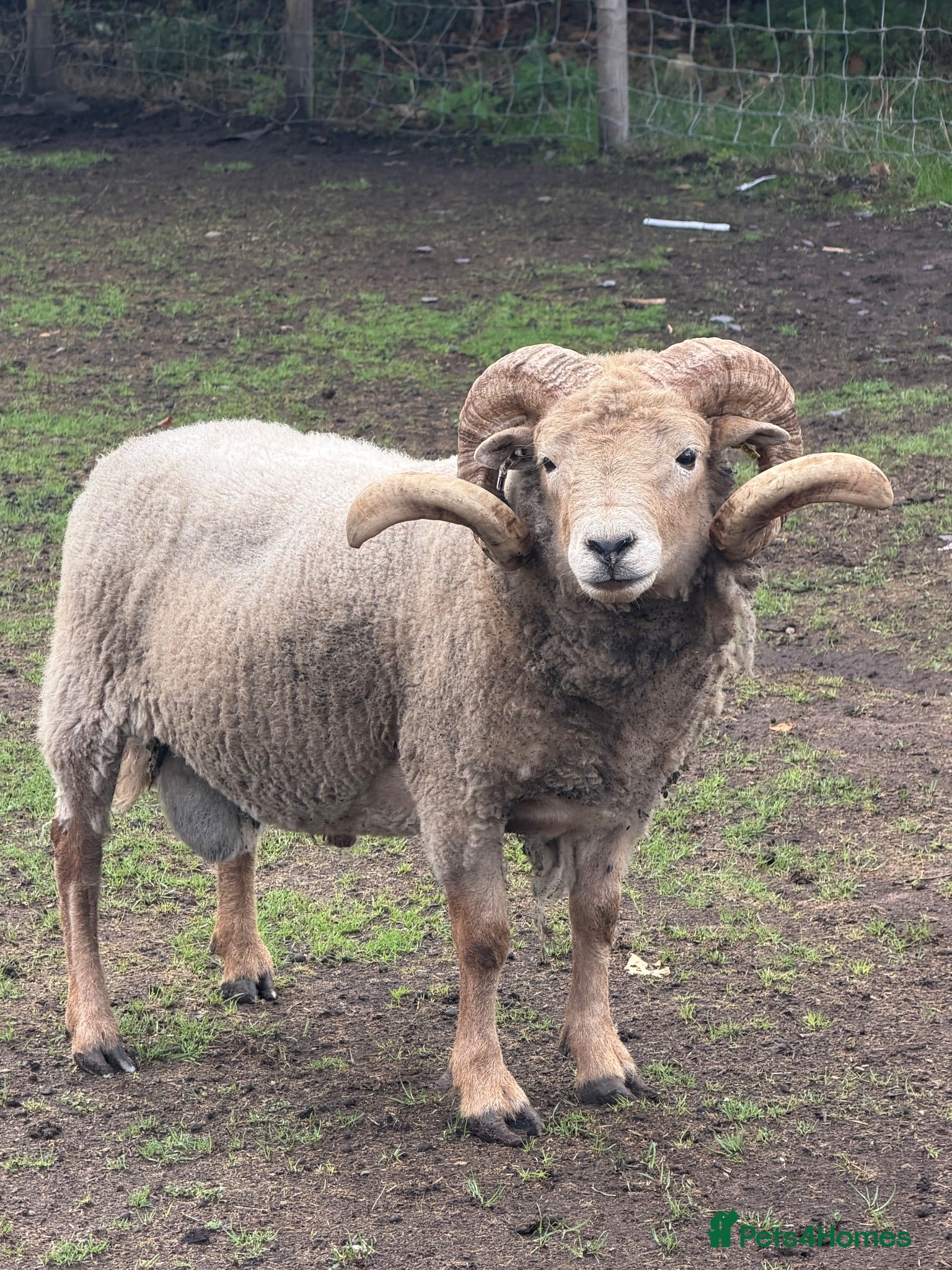 Sheep livestock Portland Rams - Advert 13