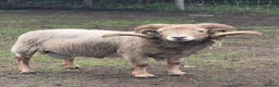 Sheep livestock for sale: Portland Rams in Retford - Advert 1