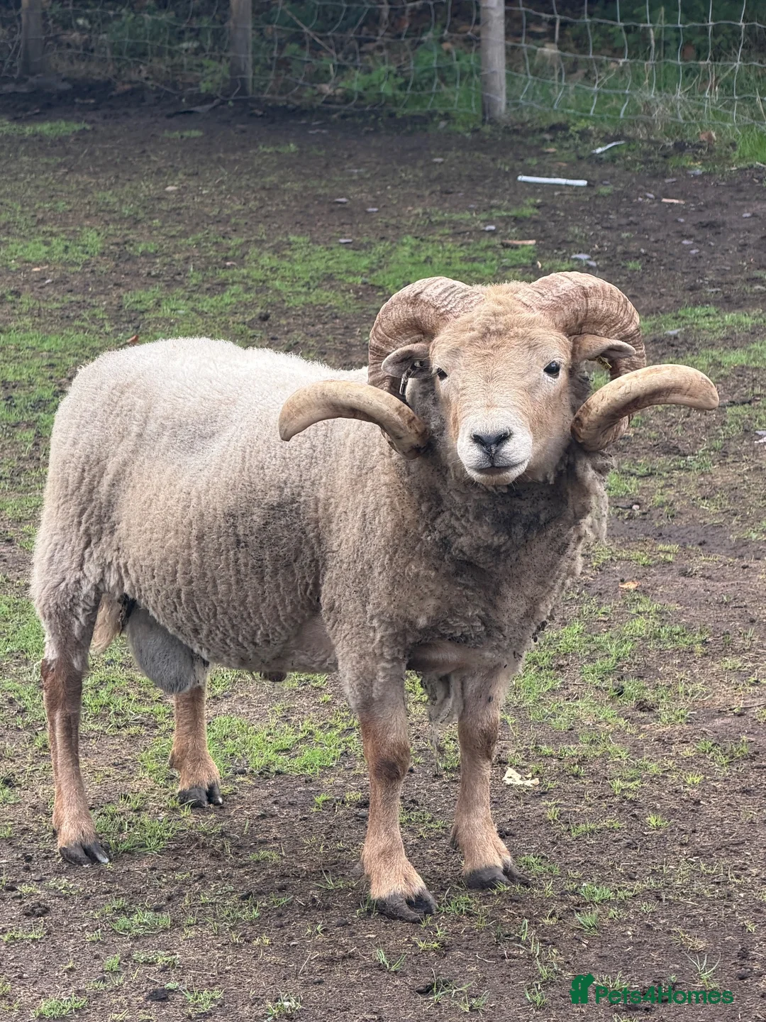 Sheep livestock for sale: Portland Rams in Retford - Advert 1