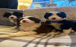 Bearded Collie dogs for sale: 💥3/4 beautiful BEARDIE BOY! 💥 - Advert 9