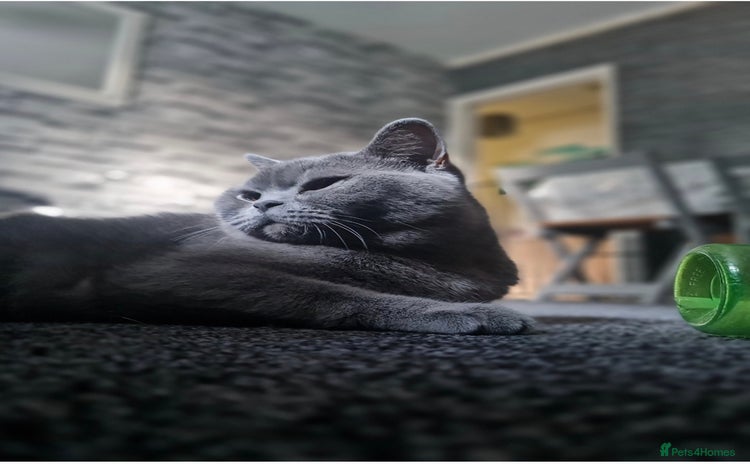 British Shorthair cats - Advert 1