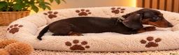 Miniature Dachshund dogs for sale: Miniature Dachshund Puppies  - Advert 19