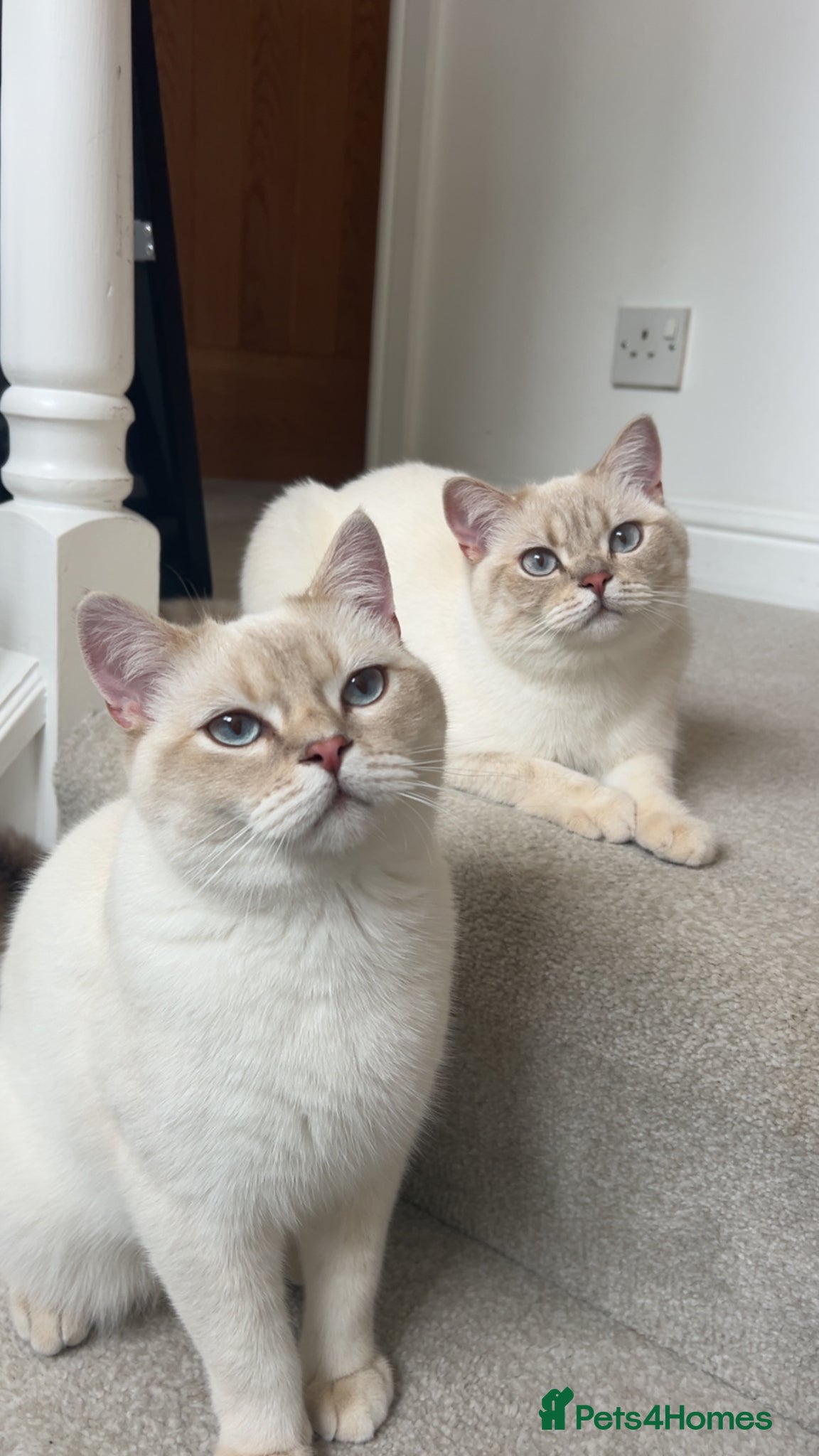 British Shorthair cats Pedigree British Shorthair Twins - Advert 2