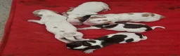 Cocker Spaniel dogs for sale: Kc registered working cockers  - Advert 4