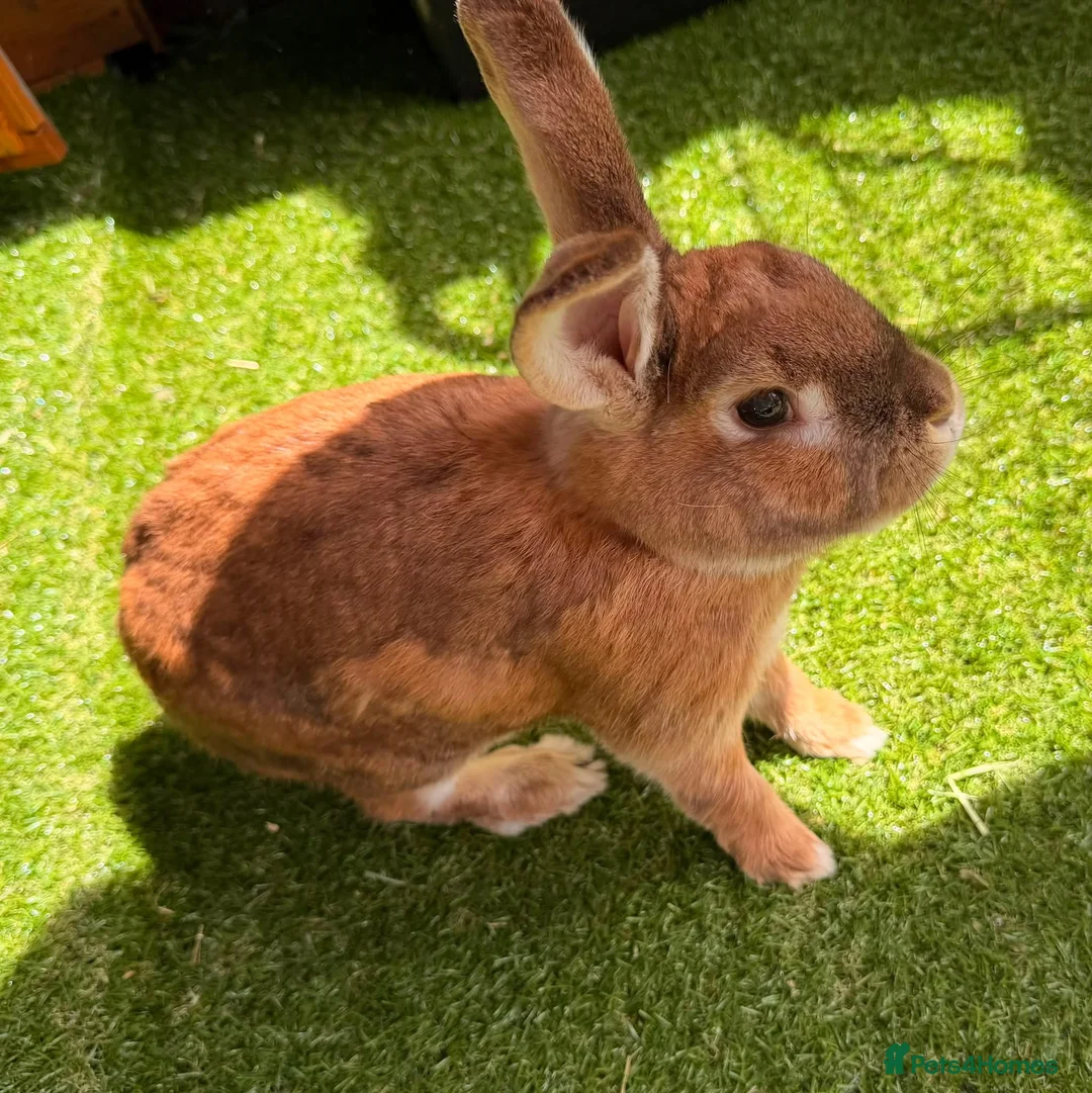 Rex rabbits for sale: Thumper - Advert 1