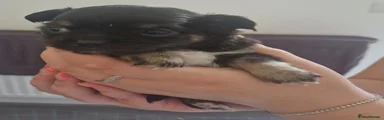 Chihuahua Puppy 1