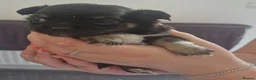 Chihuahua dogs for sale: Female chihuahua  in Stockton-on-Tees - Advert 4