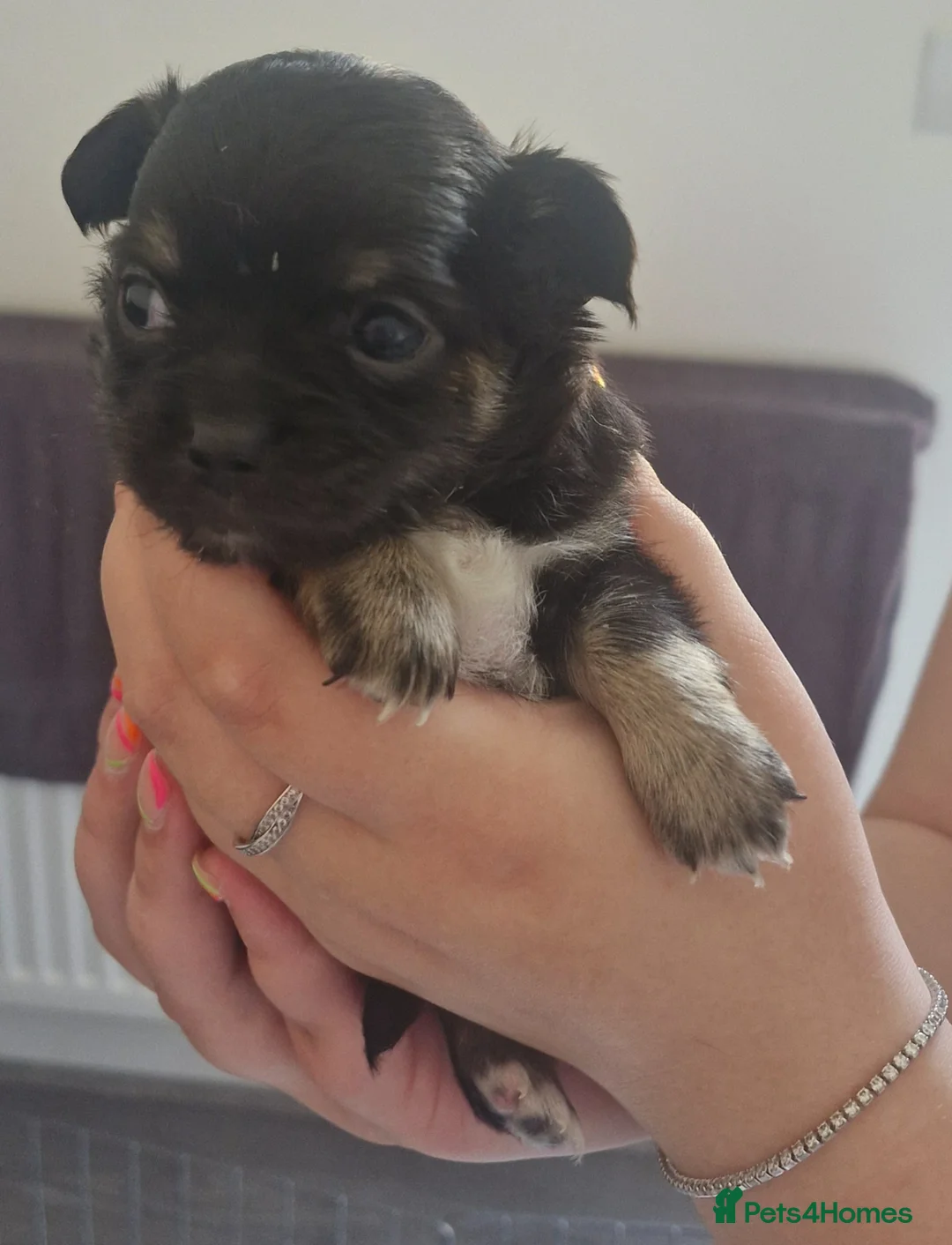 Chihuahua dogs for sale: Female chihuahua  in Stockton-on-Tees - Advert 4