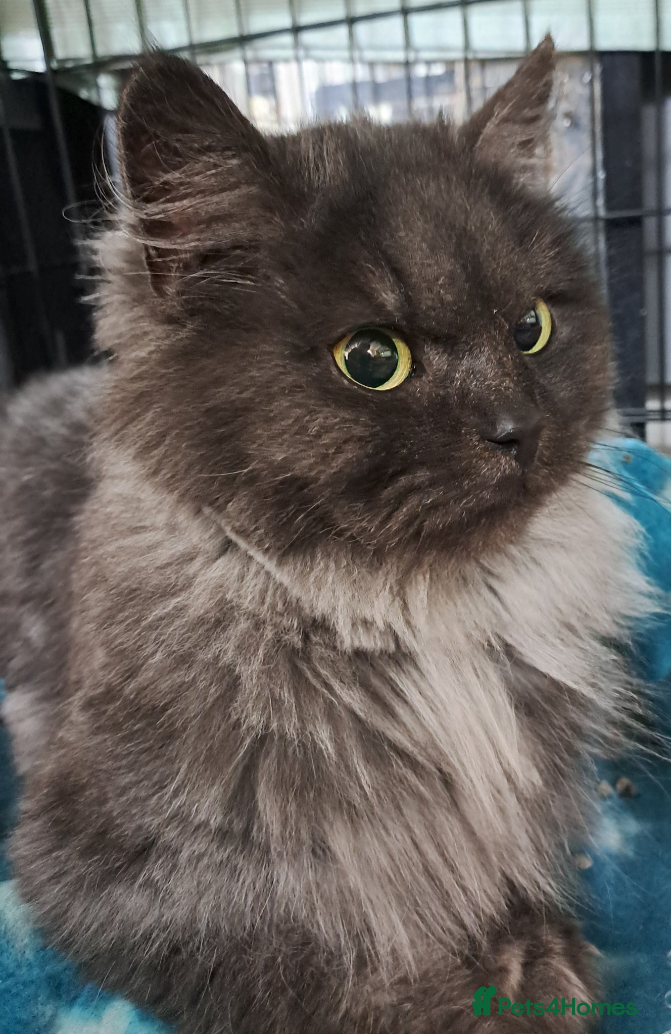 Mixed Breed cats Majestic Luna, grey persian looking for a home =] - Advert 8