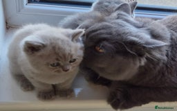 British Shorthair cats for sale: BSH kittens for new home  - Image 18