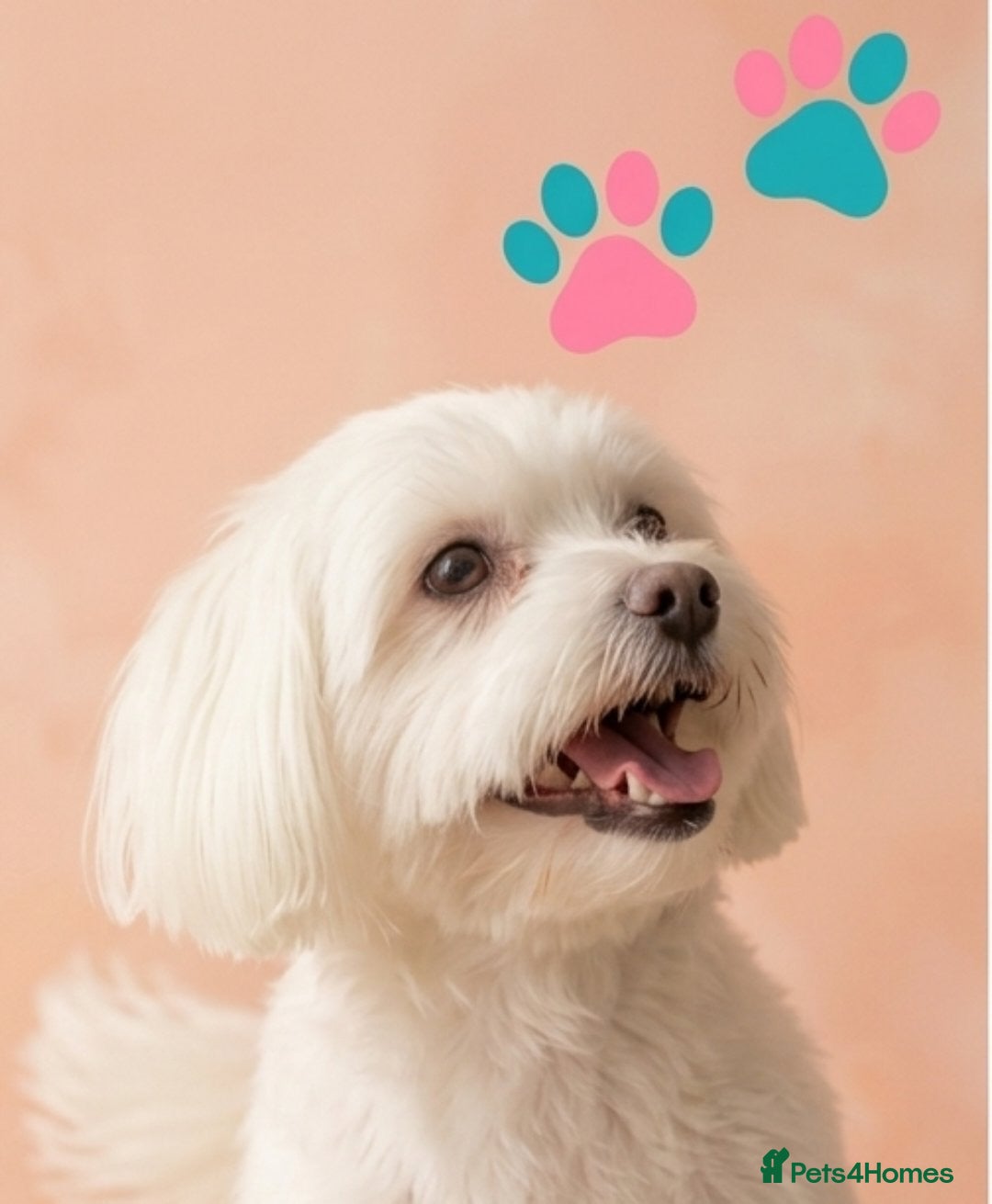 Maltipoo dogs F1 Maltipoo Puppies, last girl - Advert 11