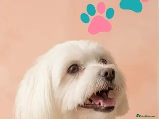 Maltipoo dogs F1 Maltipoo Puppies, last girl - Advert 18