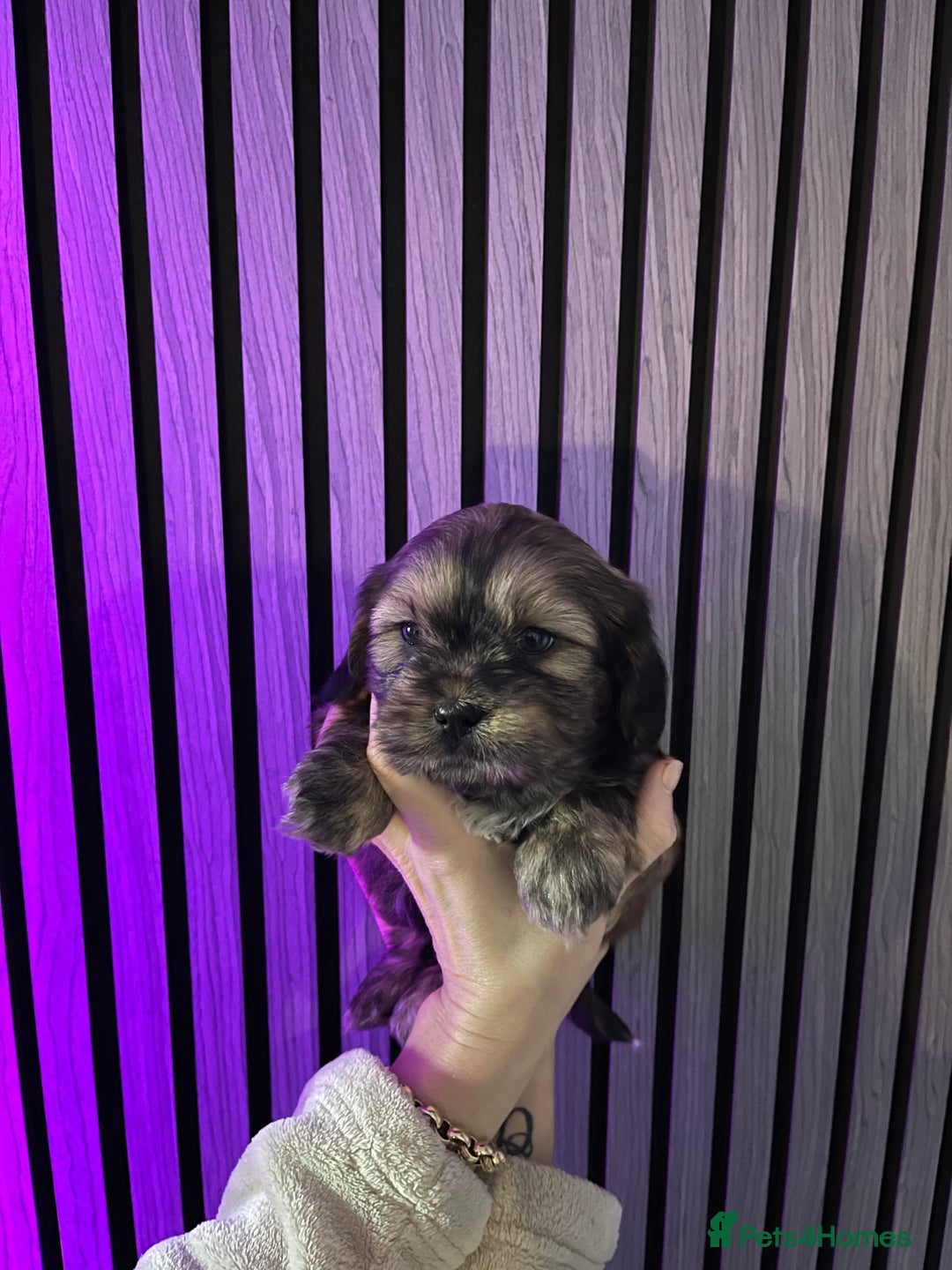 Mixed Breed dogs for sale: Beautiful Shih Tzu X Maltese pups  - Advert 12