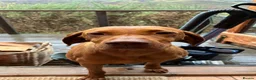 Hungarian Vizsla dogs for sale: 🐶Adorable KC Vizsla Puppies heart 💗🩵 in Machynlleth - Advert 17