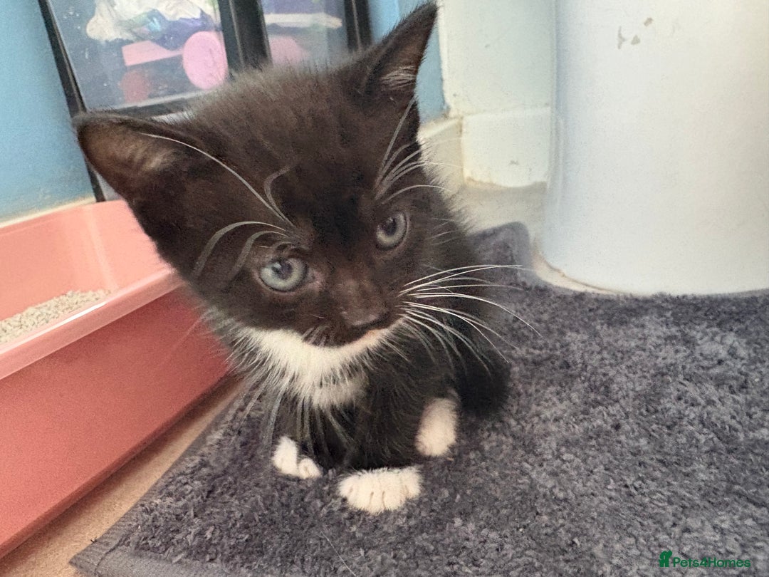 Mixed Breed cats for sale: 4 beautiful boy kittens  - Image 7