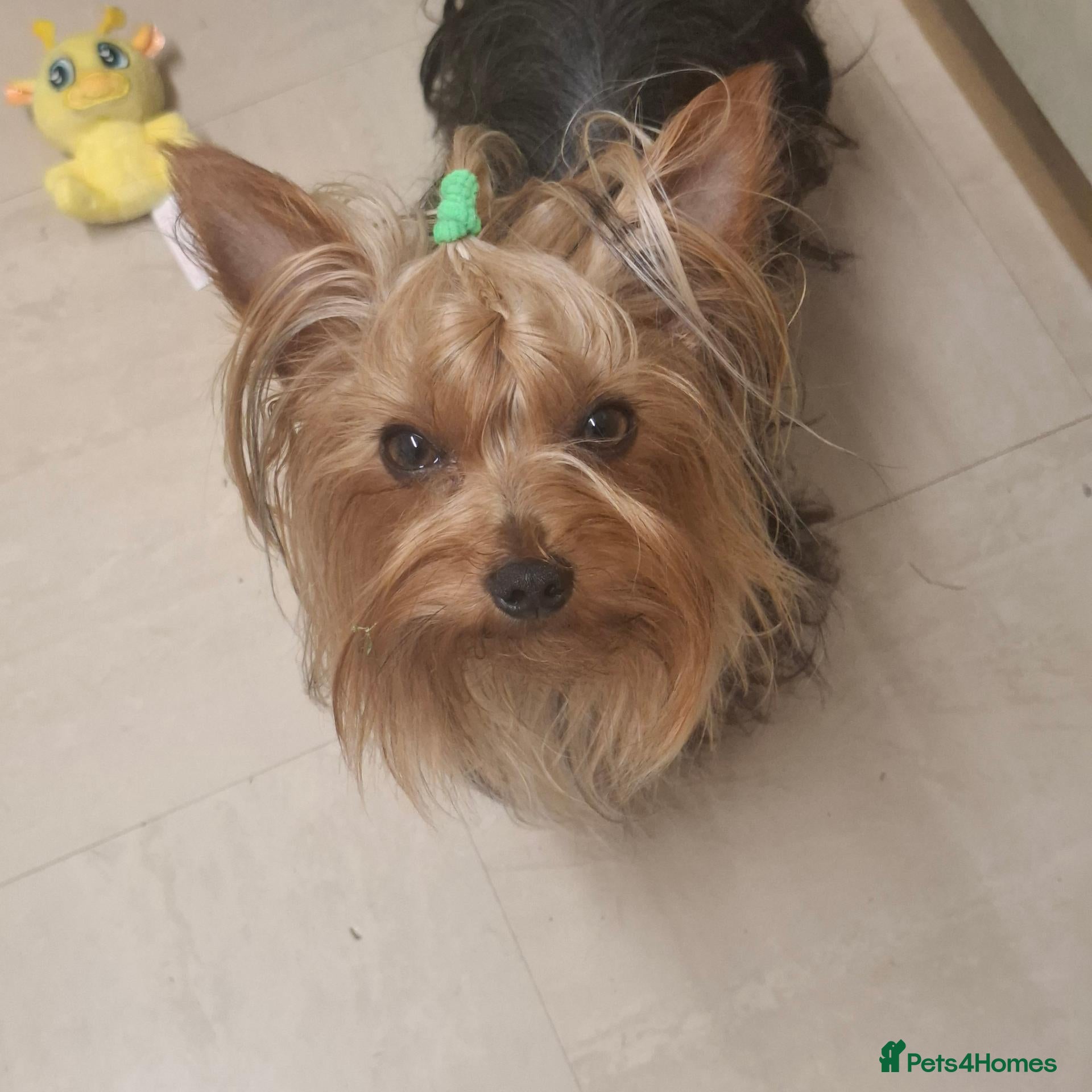 Yorkshire Terrier dogs Beautiful male 1,5 years old ❤️ - Advert 1