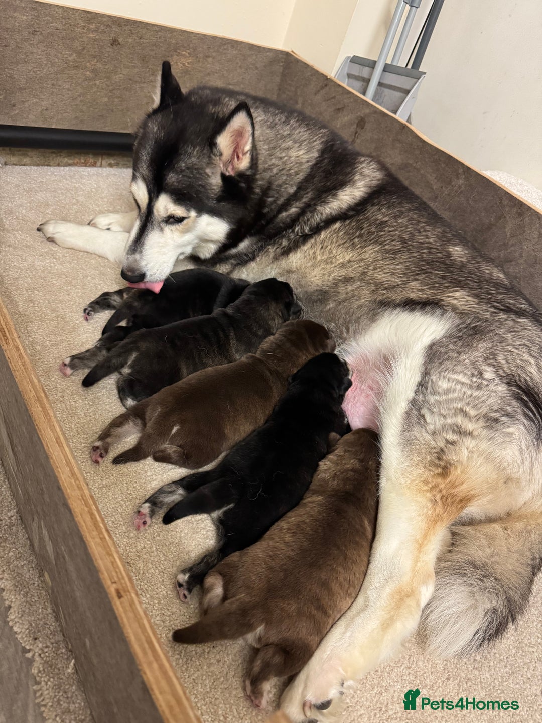 Mixed Breed dogs for sale: Beautiful huskadors - Advert 11