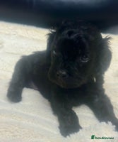 Cavapoo dogs - Advert 9