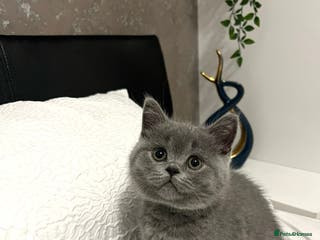 British Shorthair cats GCCF registered British Shorthair kittens - Advert 11