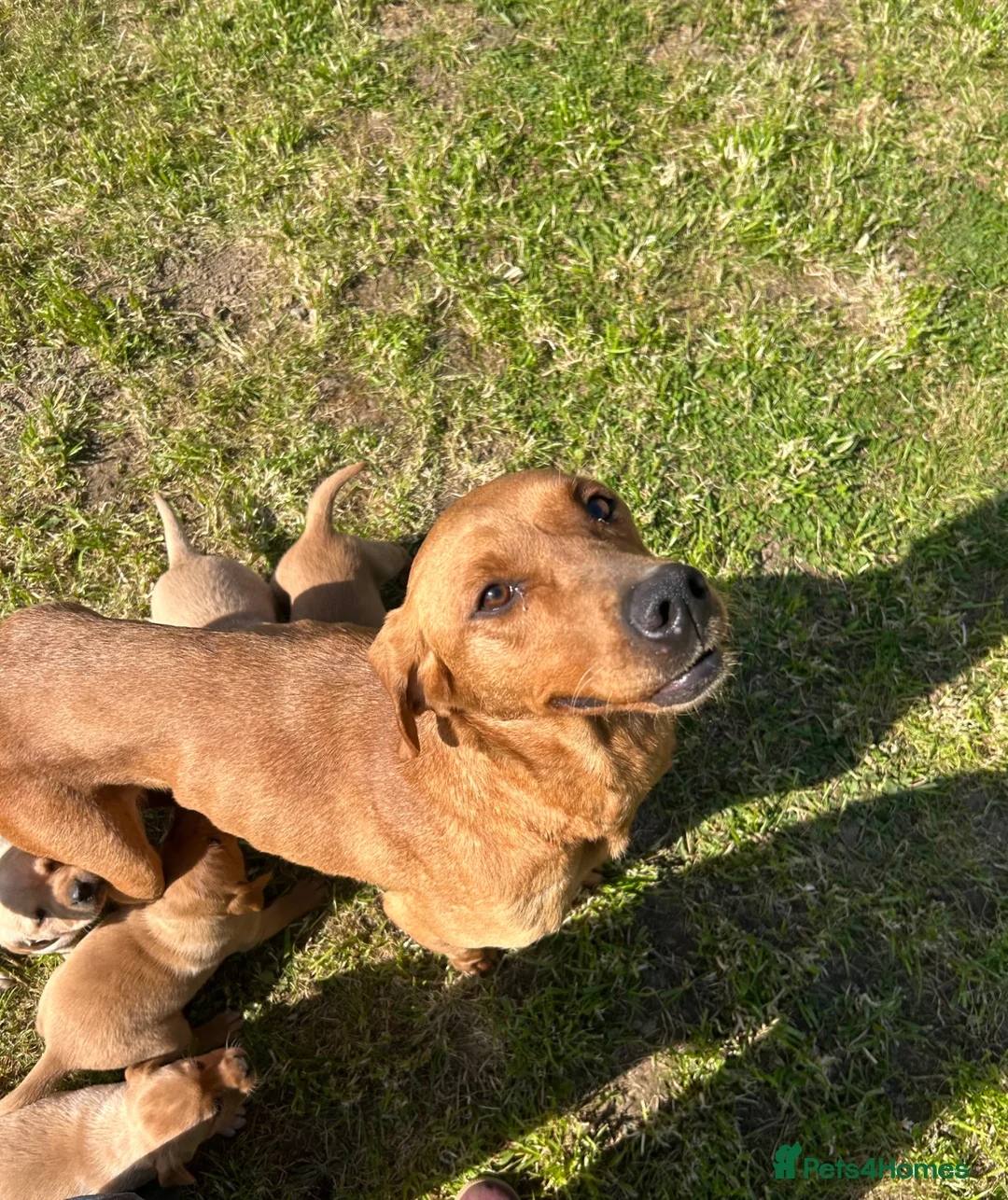 Labrador Retriever dogs for sale: Beautiful Litter of Labrador Puppies - Advert 2