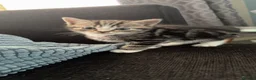 Mixed Breed cats for sale: 2 beautiful male kittens  - Advert 4