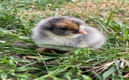 Chickens poultry for sale: Hatching eggs, Chicks & Ducklings - Image 11