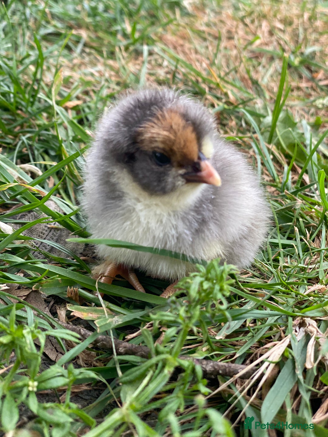 Chickens poultry for sale: Hatching eggs, Chicks & Ducklings - Image 11