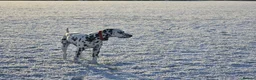 Dalmatian dogs for stud: Liver spot dalmatian for stud - Advert 5