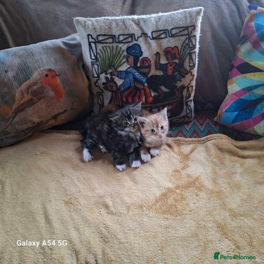 Mixed Breed cats for sale: Fluffy kittens ready now  - Advert 1