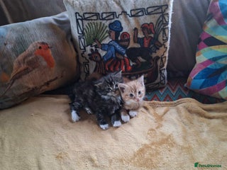 Mixed Breed cats Fluffy kittens ready now - Advert 1