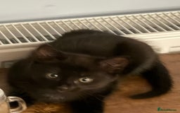 Maine Coon cats for sale: Beautiful mixed breed kittens  - Image 17