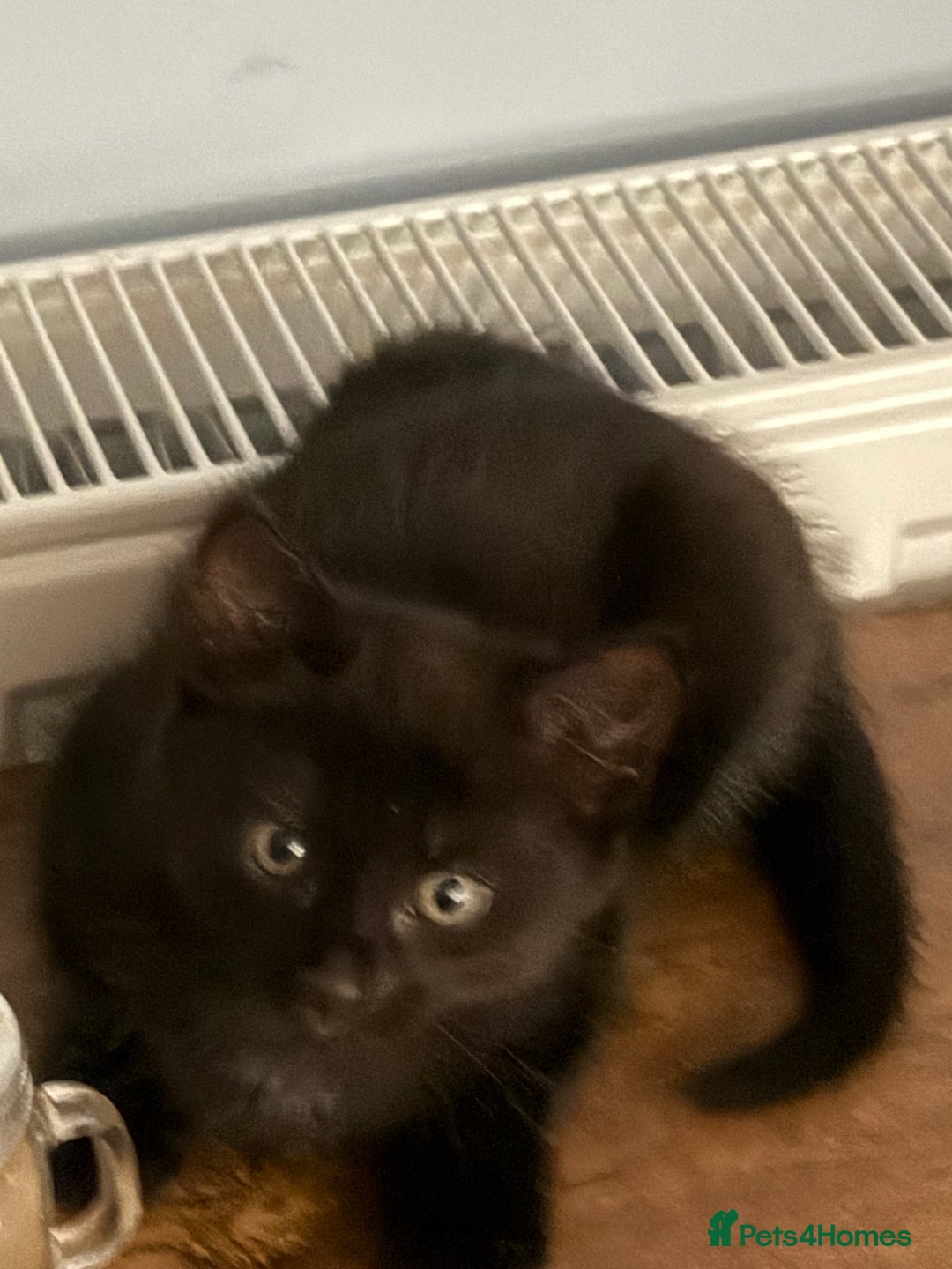 Maine Coon cats for sale: Beautiful mixed breed kittens  - Image 17