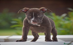 Old Tyme Bulldog dogs for sale: Why Settle for Less? 5⭐️Rated, 23 Years Experience - Image 8
