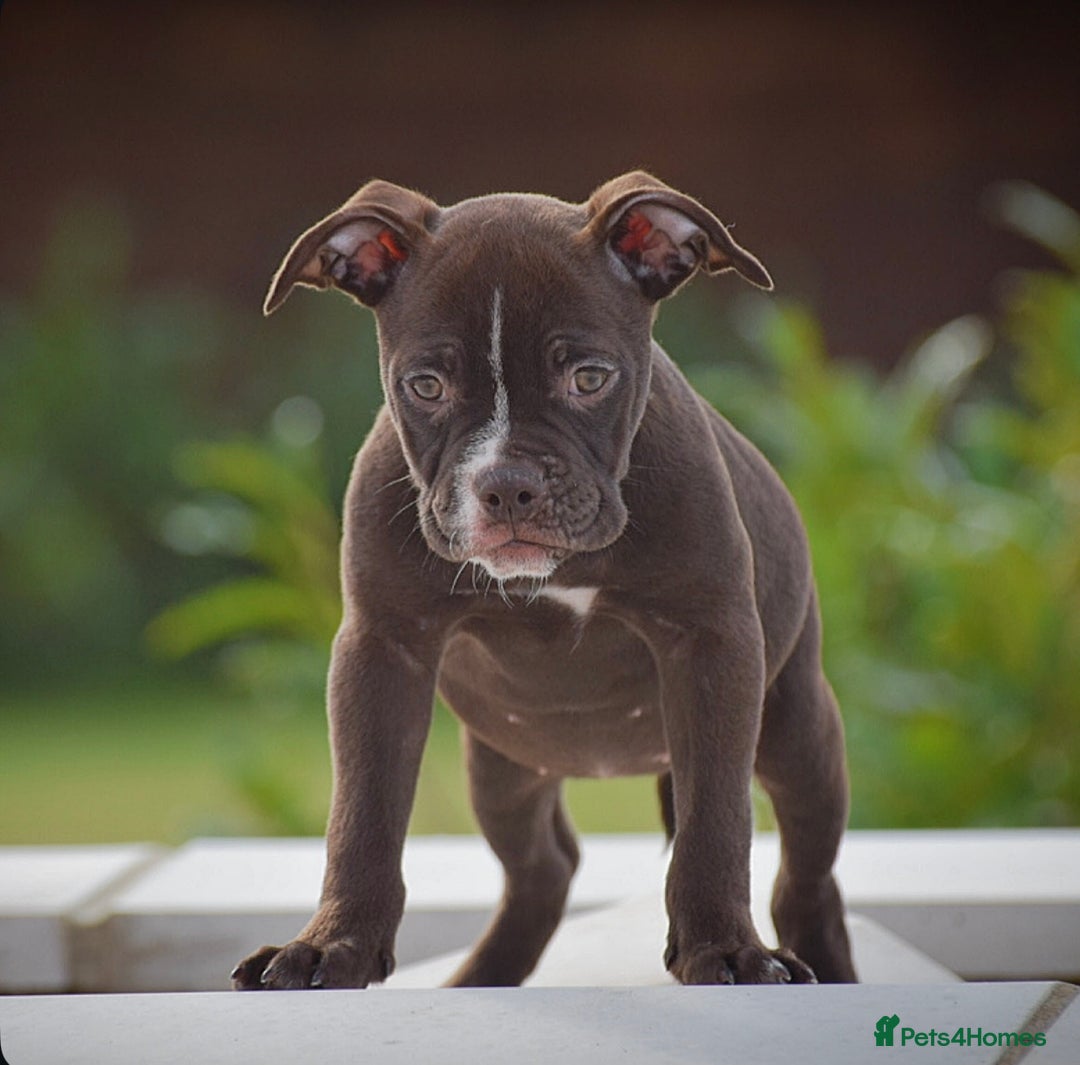 Old Tyme Bulldog dogs for sale: Why Settle for Less? 5⭐️Rated, 23 Years Experience - Image 8