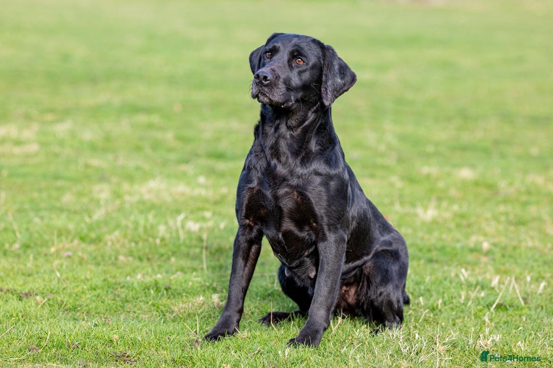 Labrador Retriever dogs for sale: Ready to leave. FULLY HEALTH TESTED male labs  in Leyburn - Image 3