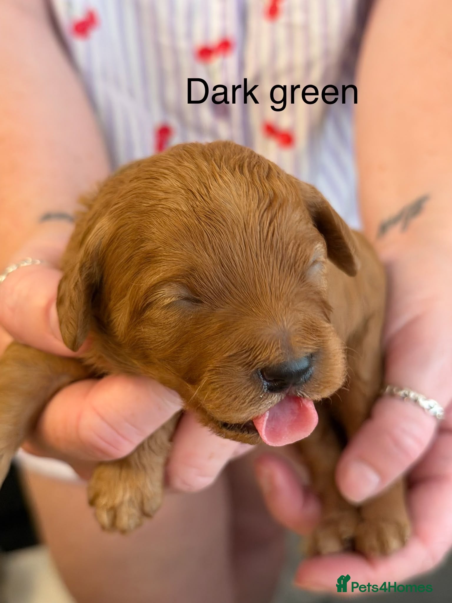 Mixed Breed dogs 🌟 Stunning Cavapoochon Puppies 🌟 - Advert 1