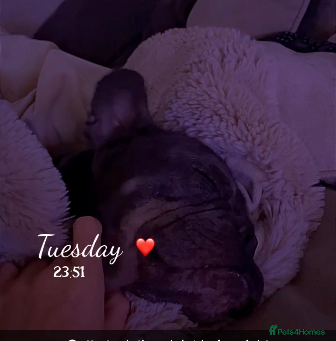 French Bulldog dogs for sale: Quality French bulldog puppies pet price in Dronfield - Advert 8