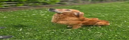 Golden Retriever dogs for sale: 🧡 Dark red working golden retriever pups 🧡 - Advert 11