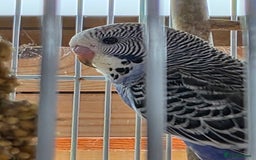 Budgerigars birds for sale: Baby budgie, Male - Image 2