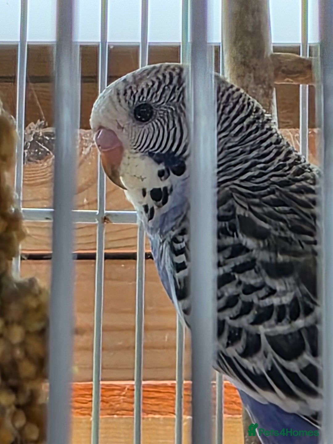 Budgerigars birds for sale: Baby budgie, Male - Image 2