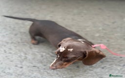Dachshund dogs for sale: Dapple Boy Dachshund 🐶🐶 - Image 8