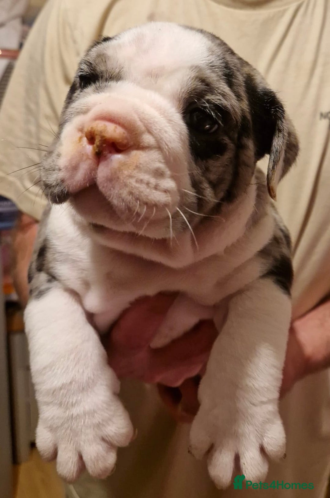 Olde English Bulldogge dogs for sale: Old English bulldog puppies GENERATIONAL - Advert 9